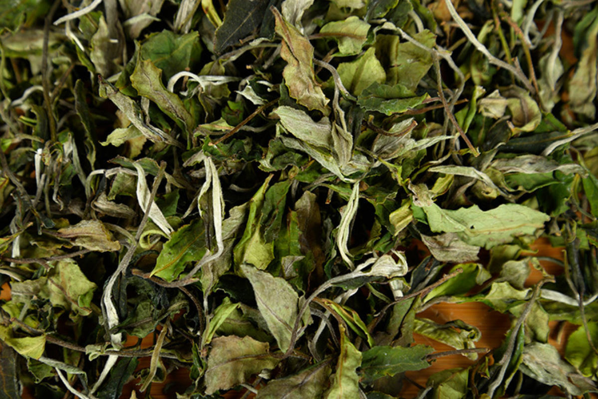 HelloYoung 500g Yunnan white tea early spring ancient Fuding white tea process white tea