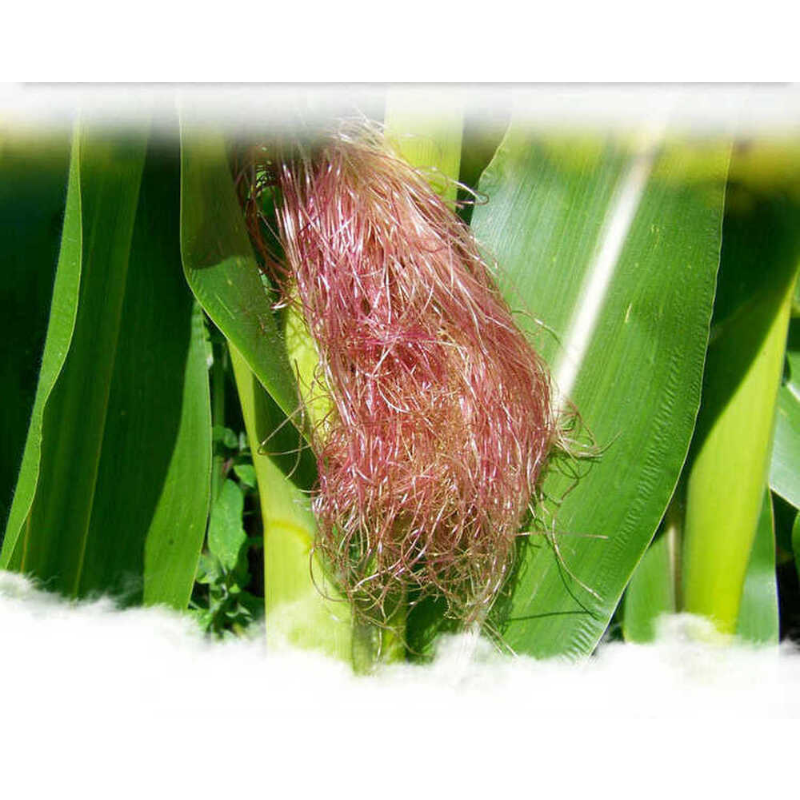 160g Corn Silk Tea, 100% Natural Chinese Herbal Tea