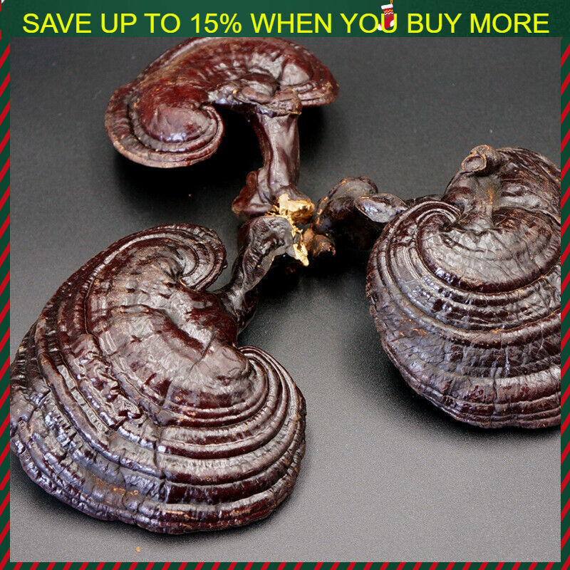 500g Reishi Soup Purple Ganoderma Lucidum Wild Lingzhi Mushroom Herbs