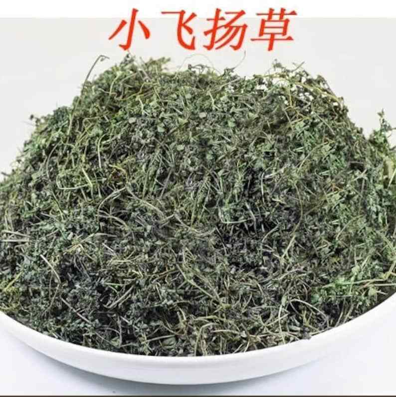 Dried Thyme-leaved spurge Redcausticreeper Euphorbiathymifolia Xiao Fei Yang Cao