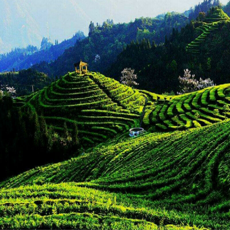 250g Organic Tiguanyin Green Tea Taiwan High Mountain Milk Oolong Tea Green Food