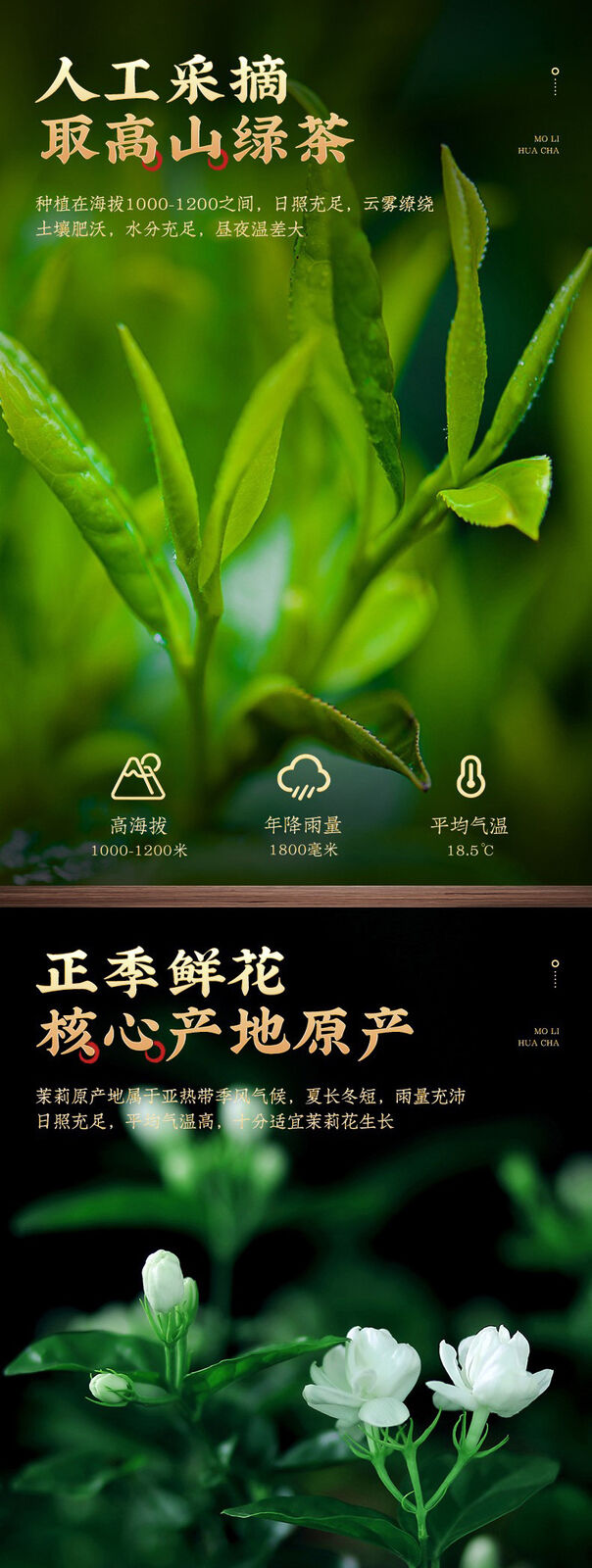 HelloYoung Fuzhou Jasmine Tea Extra Strong 200g Cans of Tea Strong Aromatic Green Tea