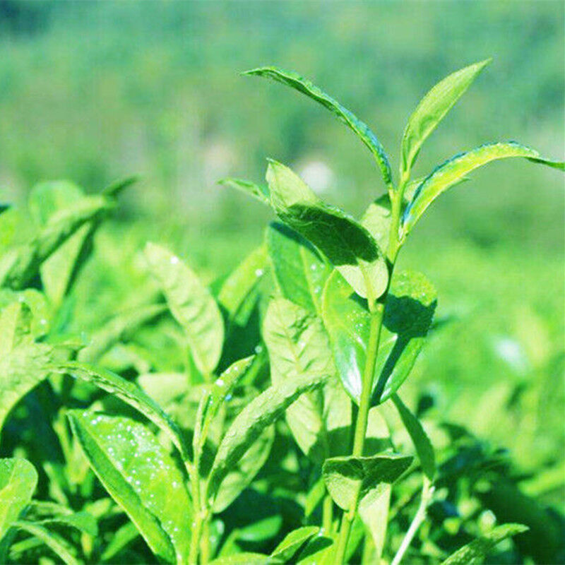 HelloYoung Oolong Tea Ecology Herbal Healthy Drink Wuyi Mountain Da Hong Pao Rock Tea 250g