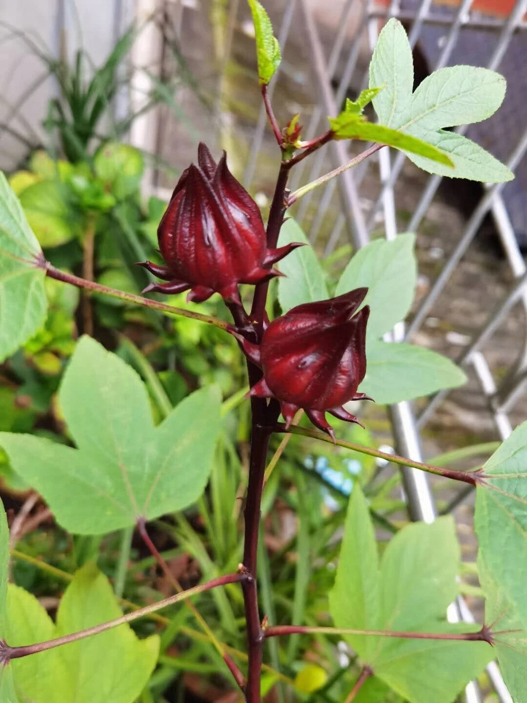 Planting Base Sale ROSELLE Dried Red Hibiscus Sabdariffa Flowers 250g