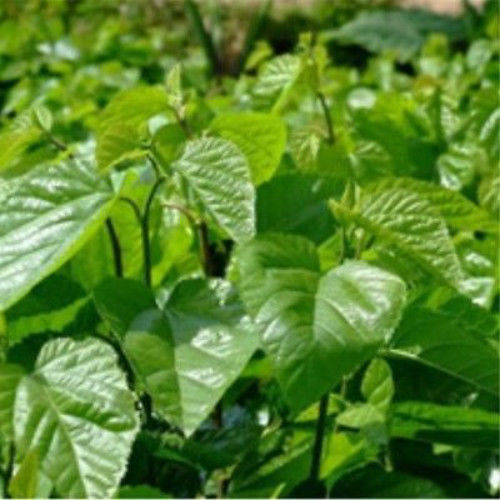 HelloYoung50g Mulberry Leaf Tea Natural Dried Mulberry Leaves Tea China Health Care Herbal