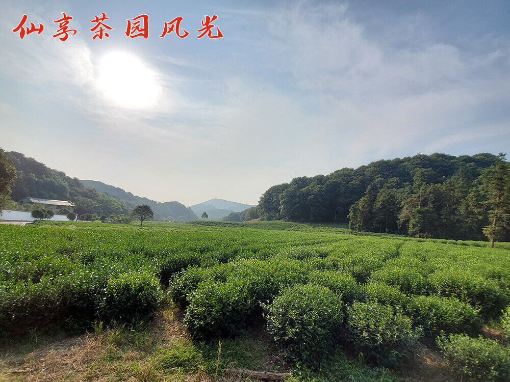 HelloYoung New Tea Longjing Tea Fried Green Green Tea Strong Aroma 500g/1.1lb