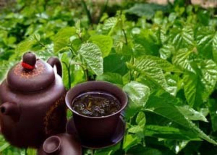 HelloYoung50g Mulberry Leaf Tea Natural Dried Mulberry Leaves Tea China Health Care Herbal