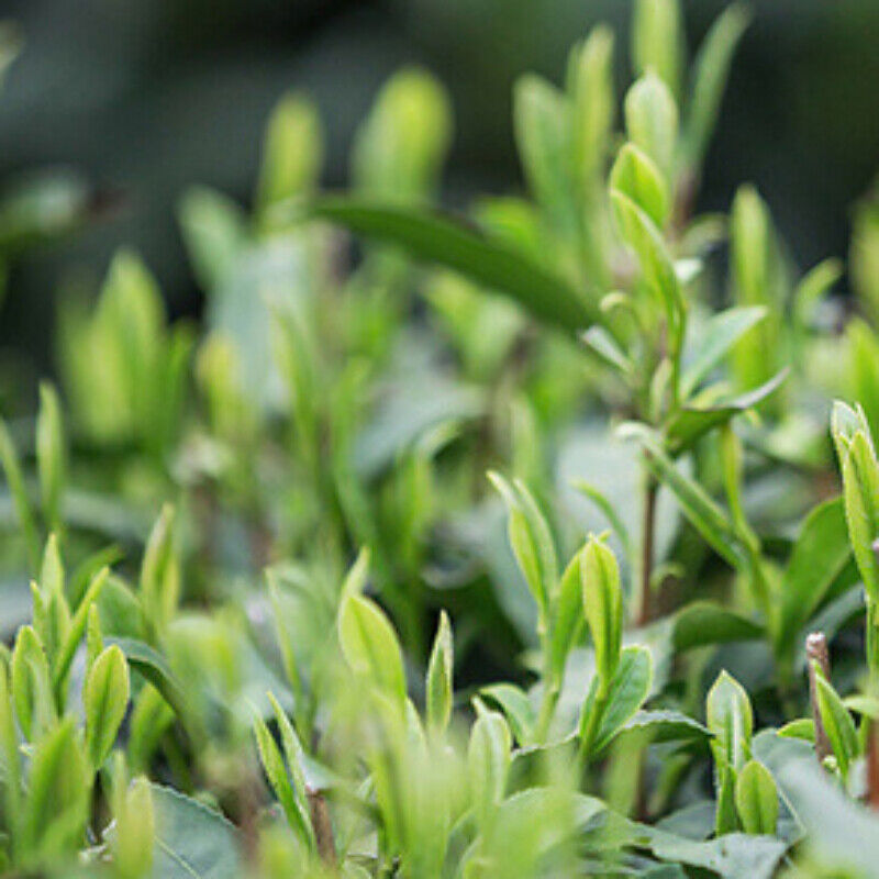 HelloYoung 250g Dragon Well Green Tea Longjing Bulk Green Tea Ecology Tea Health Care