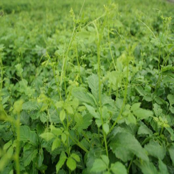 200g Wild Aescinate Gynostemma Pentaphyllum Jiaogulan Herbal Tea Liver Eyesight