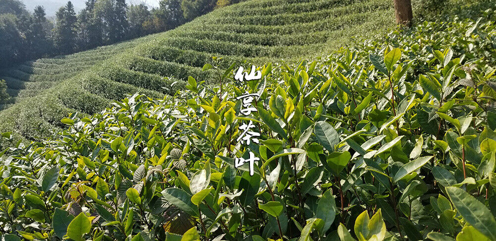 HelloYoung Longjing New Green Tea Strong Fragrance Labor Spring Ration Tea 500g/1.1lb