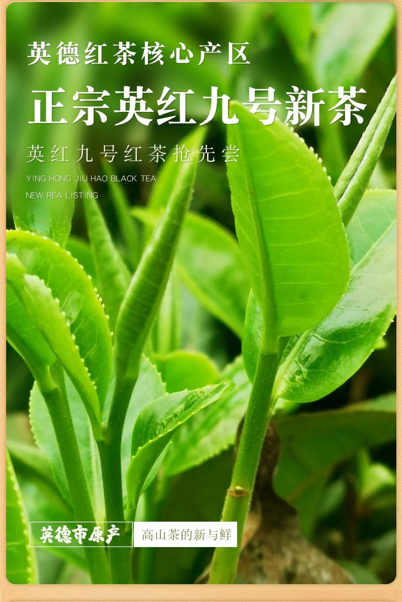 Lemon Yinghong No.9 Yingde Black Tea Guangdong Lemon Leaf for Milk Tea