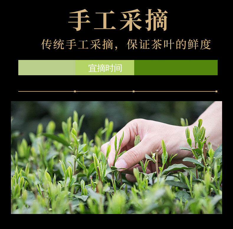 Longjing Tea Green Tea 2024 New Tea Bean Fragrance Authentic High End Gift Tea