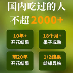 Yunnan Parana Pine Nuts – Hand-Picked Jumbo Shelled