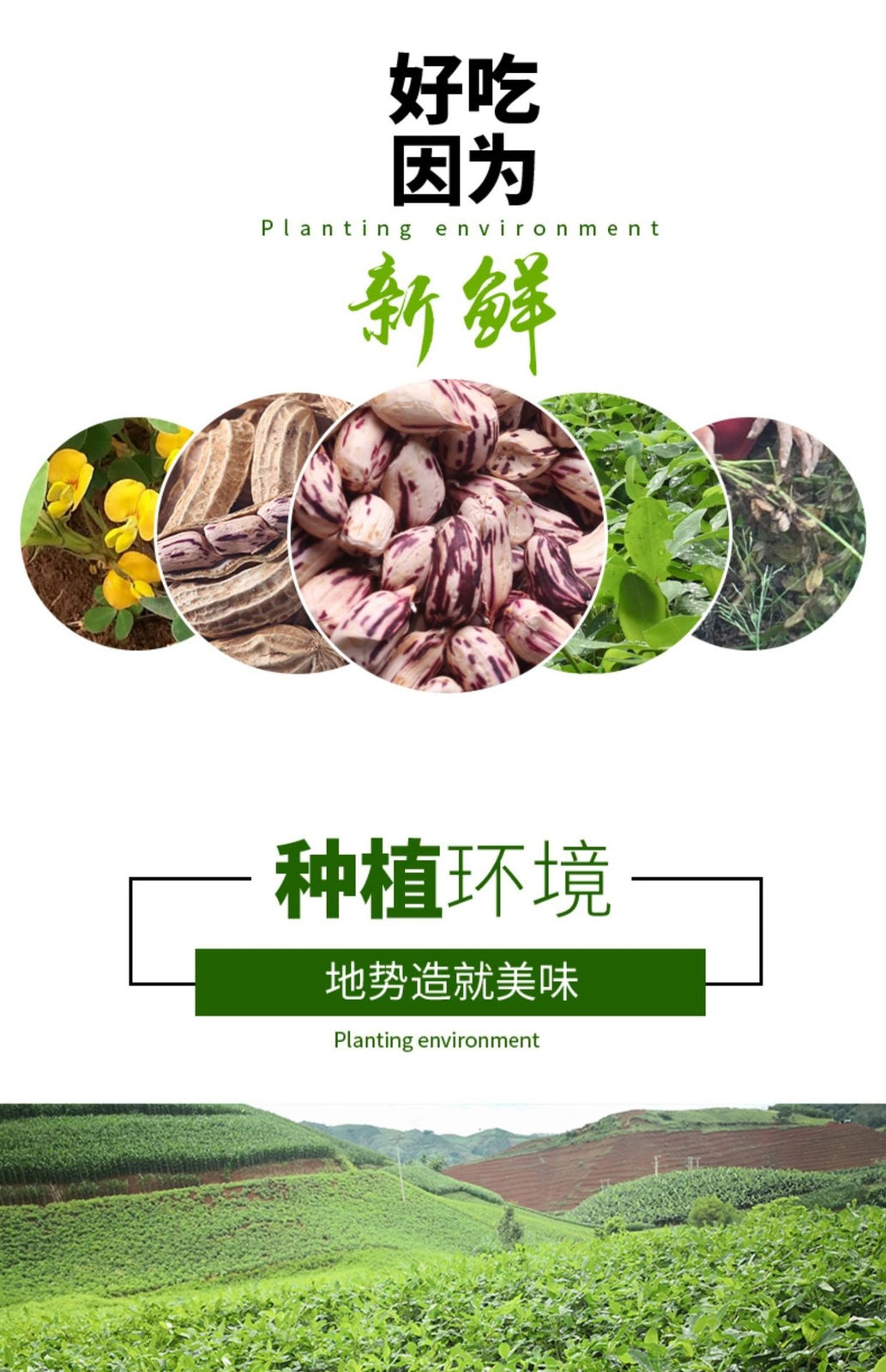 Yunnan Colorful Shelled Peanuts - Fresh Dried Snack