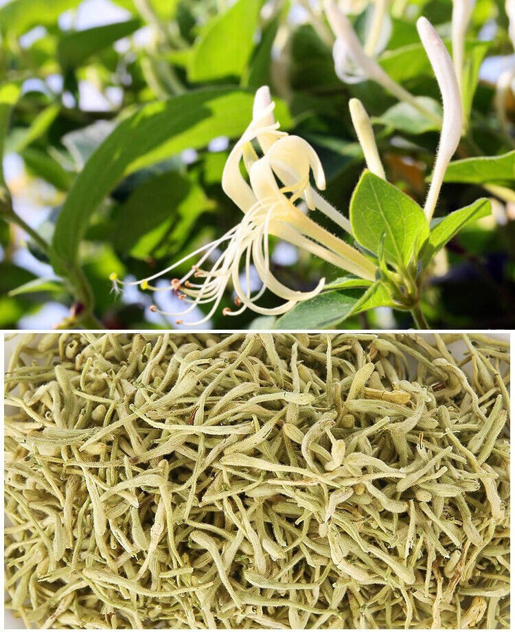 Blooming Honeysuckle Flower Tea Japonica Honeysuckle Herbal Tea Dried Flowers