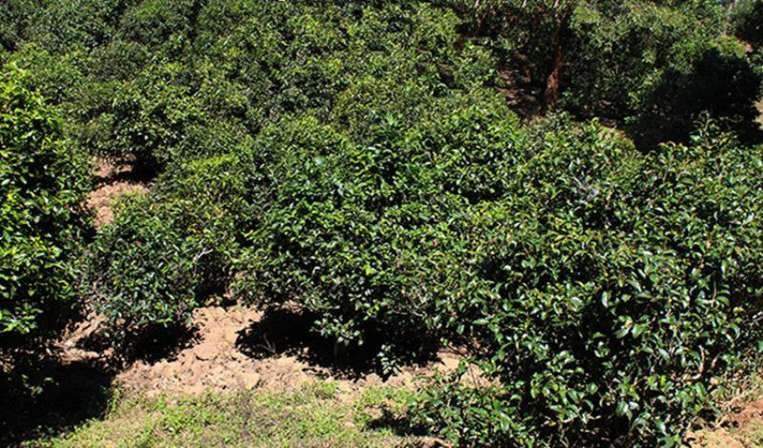 357g Pu-erh cha Tea Puerh Pu Erh Green Pu er Tea Dazhanhongtu Aged Puer Tea Tree