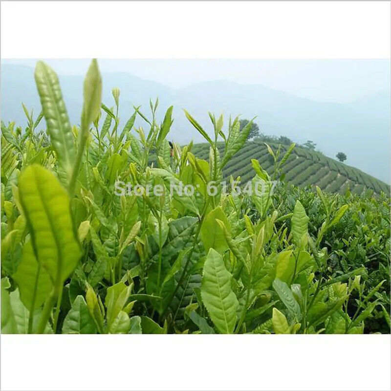 HelloYoung New Taiwan Shan Jinxuan Milk Oolong Tea Natural Organic Tea 250g