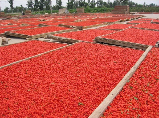 HelloYoungChinese 100g Natural Goji Berry Tea Wolfberry Goji Berries Herbal Tea Green Food Gouqi