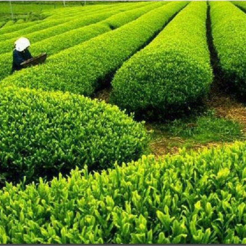 HelloYoung High Quality Gift Tea Slimming Tea Health Care Biluochun Green Tea Chinese 250g