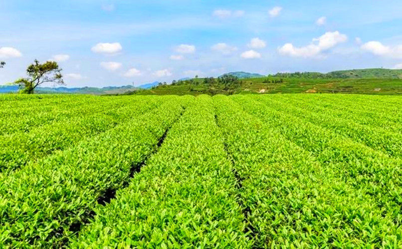 HelloYoungPremium Green Food Jinjunmei Tea Black Tea Organic Jin Jun Mei Tea Kim Chun Mei Red Tea
