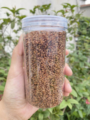 Barley Tea Genuine Black Yellow Tartary Buckwheat Tea Stomach Nourishing Tea