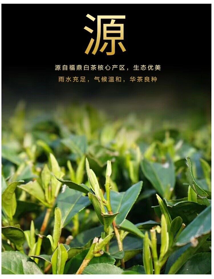HelloYoung 500g shoumei small square piece fuding white tea sunshine tea bagged white tea