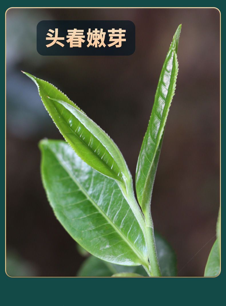 Thé Pu'er thé cru thé du début du printemps grand arbre petit thé Tuo Pu'er 500g