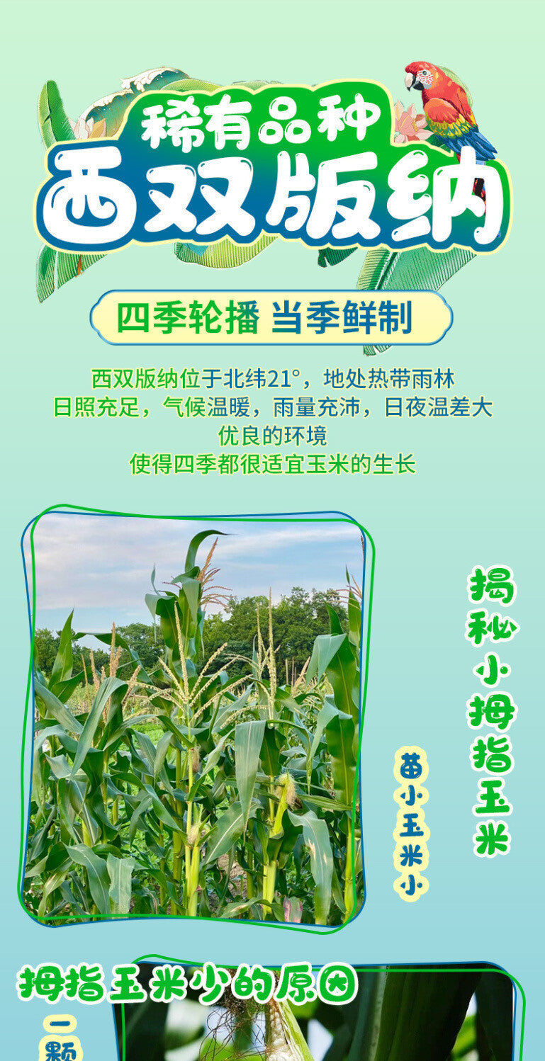Xishuangbanna Mini Sweet Corn – Vacuum-Packed Pearl Snack