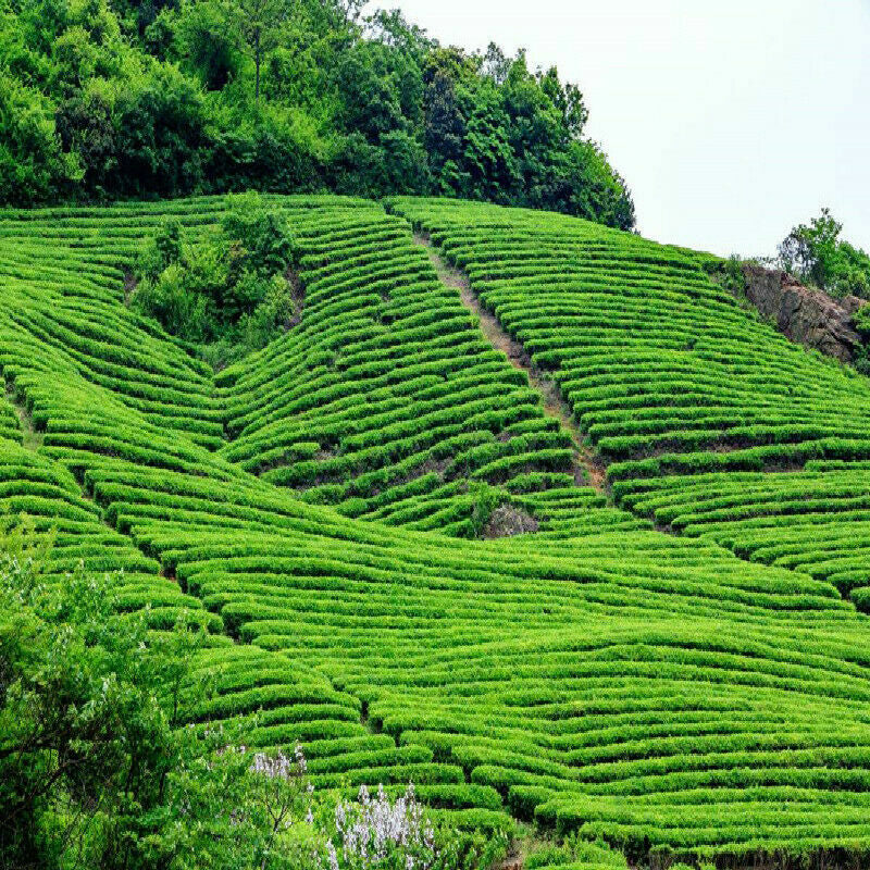 Puer Tea Pu'er Kochte Tee Jin Island Puerh Tee Yunnan Alter Baum Puer Schwarztee