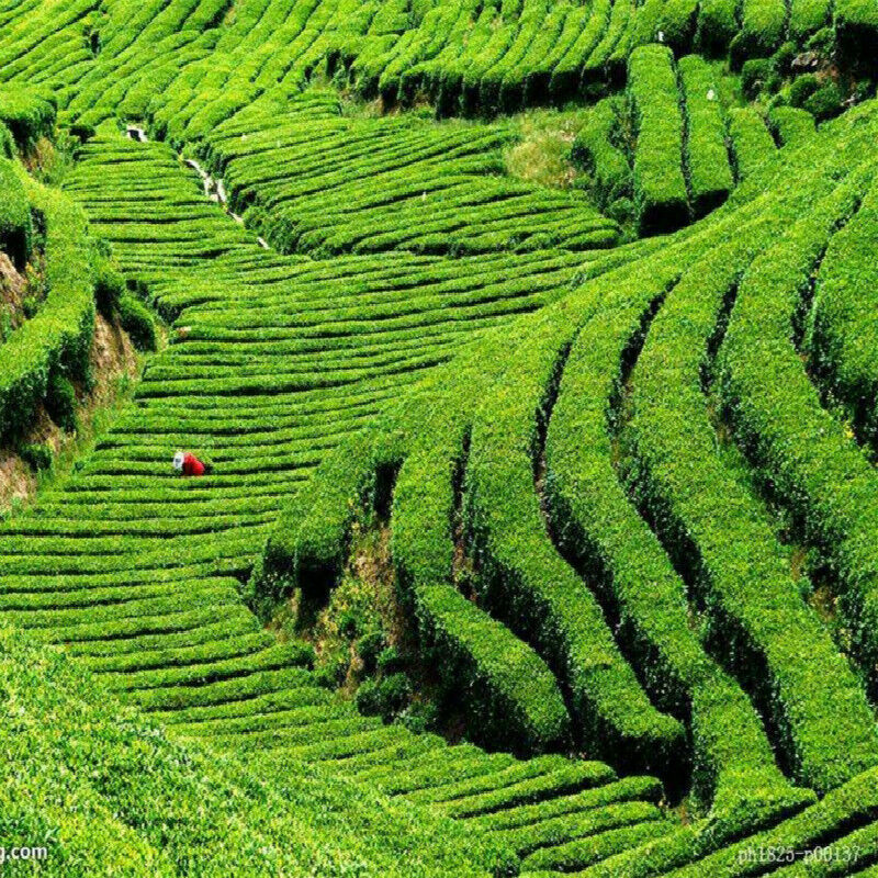 HelloYoung 250g Yunnan Gongfu Dianhong Black Tea Organic Premium Dian Hong Warm Stomach Tea