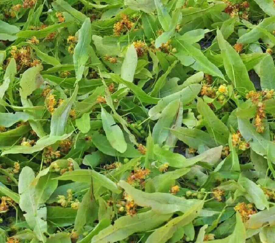 Natural Blossoms Tea Whole Tiliae Flores Dried Linden Flowers  Tea 250g
