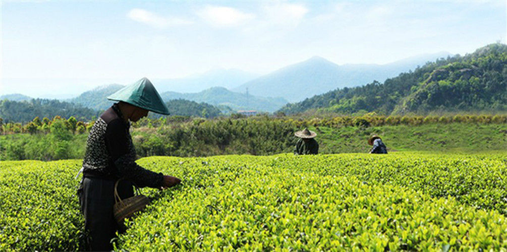 HelloYoungTop Grade Tea West Lake Spring Longjing Green Tea Dragon Well Tea Long Jing Tea