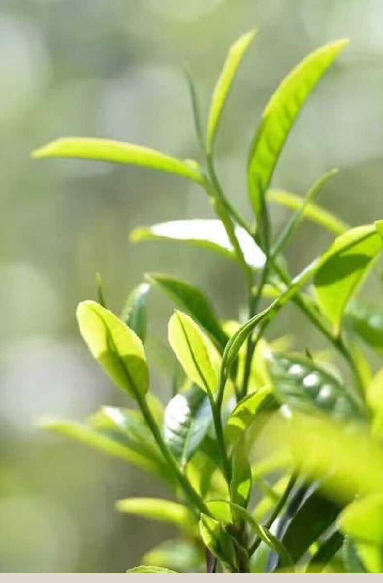 Premium Yunnan 8g Mini Pu-erh Raw Tea Cake Loose Leaf Tea