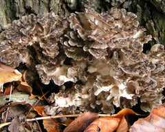 500g Getrockneter Maitake-Pilz – Natürlicher, Lebensmittelgeeigneter Pilz