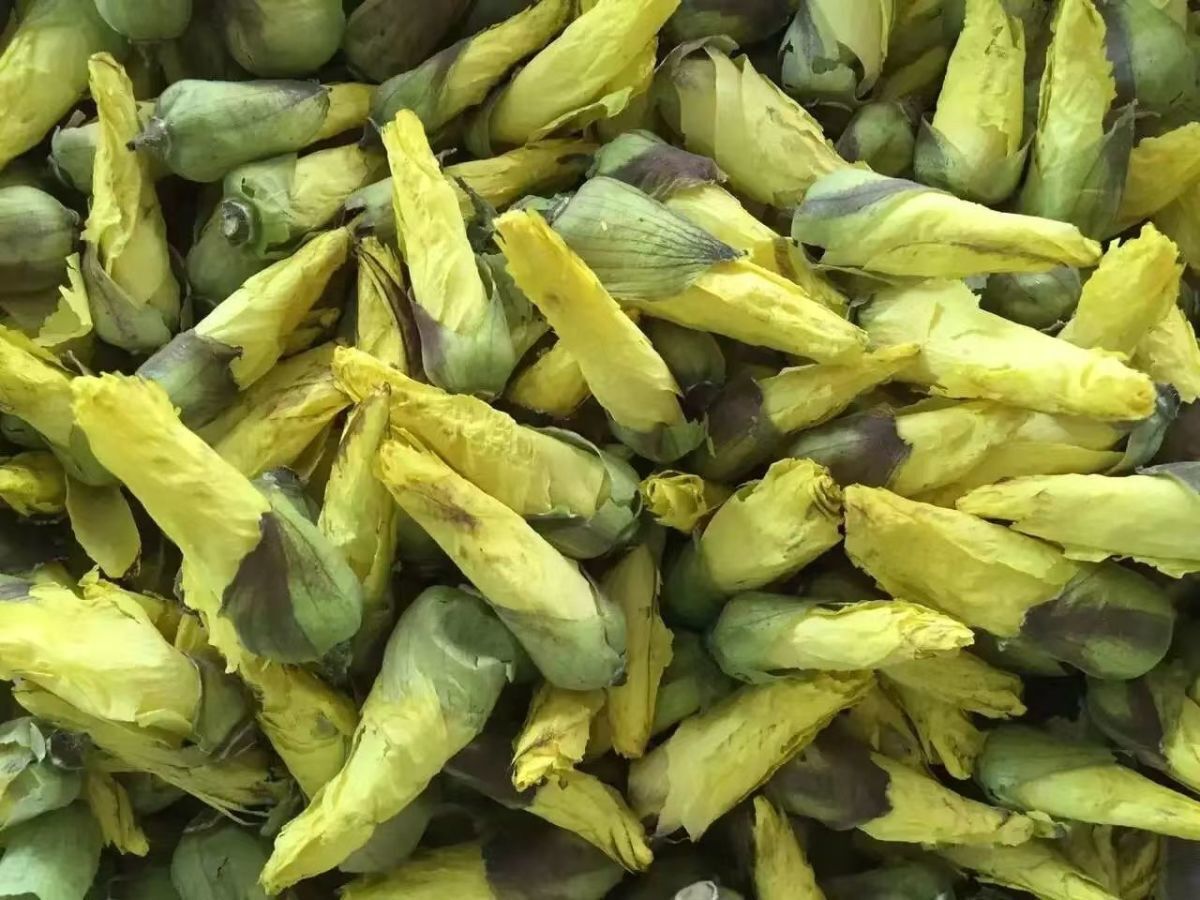 Yellow Marshmallow Flower Herbal Medicine Yellow Marshmallow Dried Flower Tea