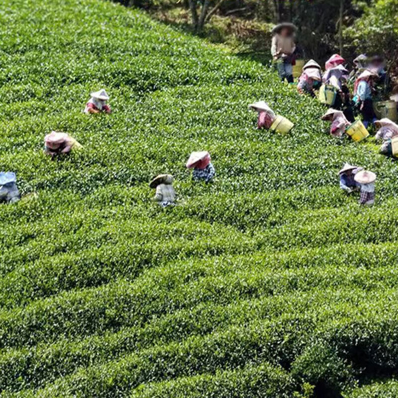 Taiwan Oolong Tea Alishan Milk Oolong Tea Jinxuan Granules Natural Oolong Tea