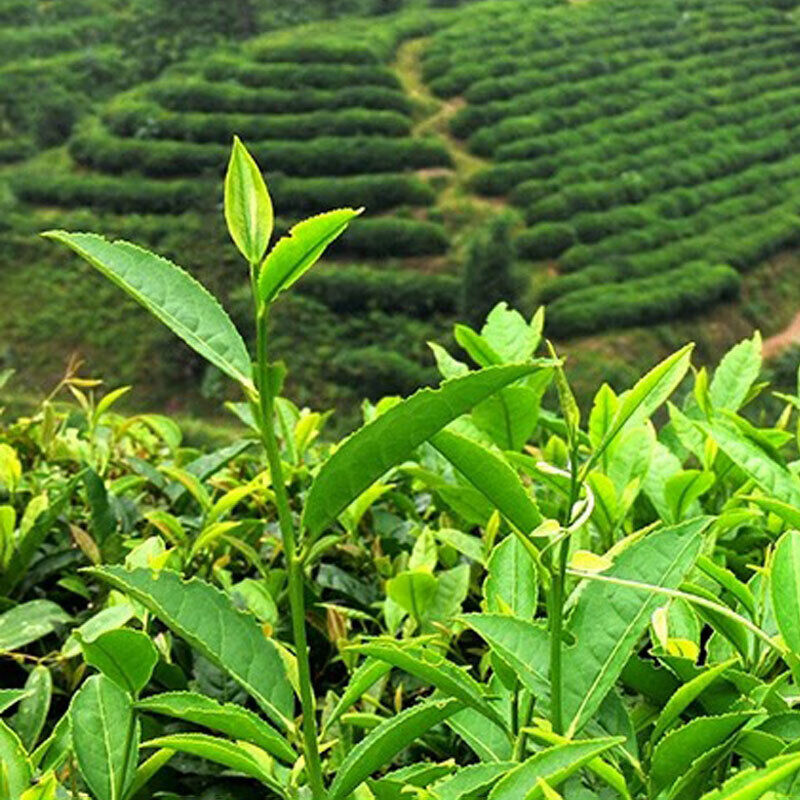 Milk Fragrant Jinxuan Oolong, Taiwan Native Alishan Oolong Canned 250g