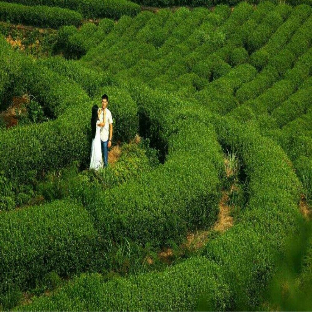 Jin Jun Mei Black Tea 125g Wuyi Mountain Top Grade Organic Premium Loose Leaf