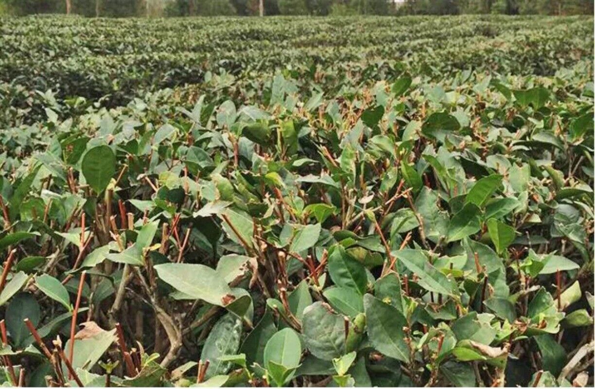 HelloYoung New Fuding White Shoumei Lao Bai Cha Old White Tea Natural Health Care 300g