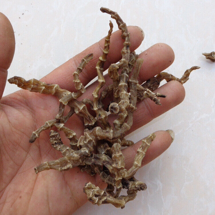 HelloYoung Herbal Medicine Ground Ginseng Cordyceps Ginseng Cordyceps Ginseng Male 500g