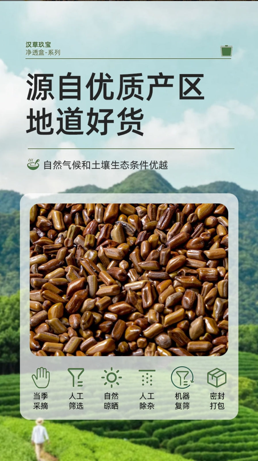 100% Natural Roasted Cassia Seed Tea Pure Herbal Digestive Infusion