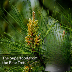 Pine Pollen Powder Cracked Broken Cell Wall 8.8oz