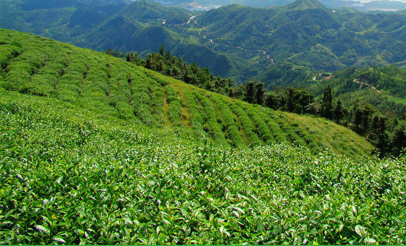 HelloYoung 500g Fuding white tea white peony king loose tea Panxi Ming Qian tea