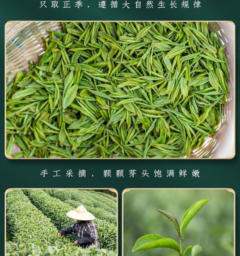 Yunwu Green Tea First Grade Alpine Green Tea Rainy Day Green Tea 250g/8.8oz