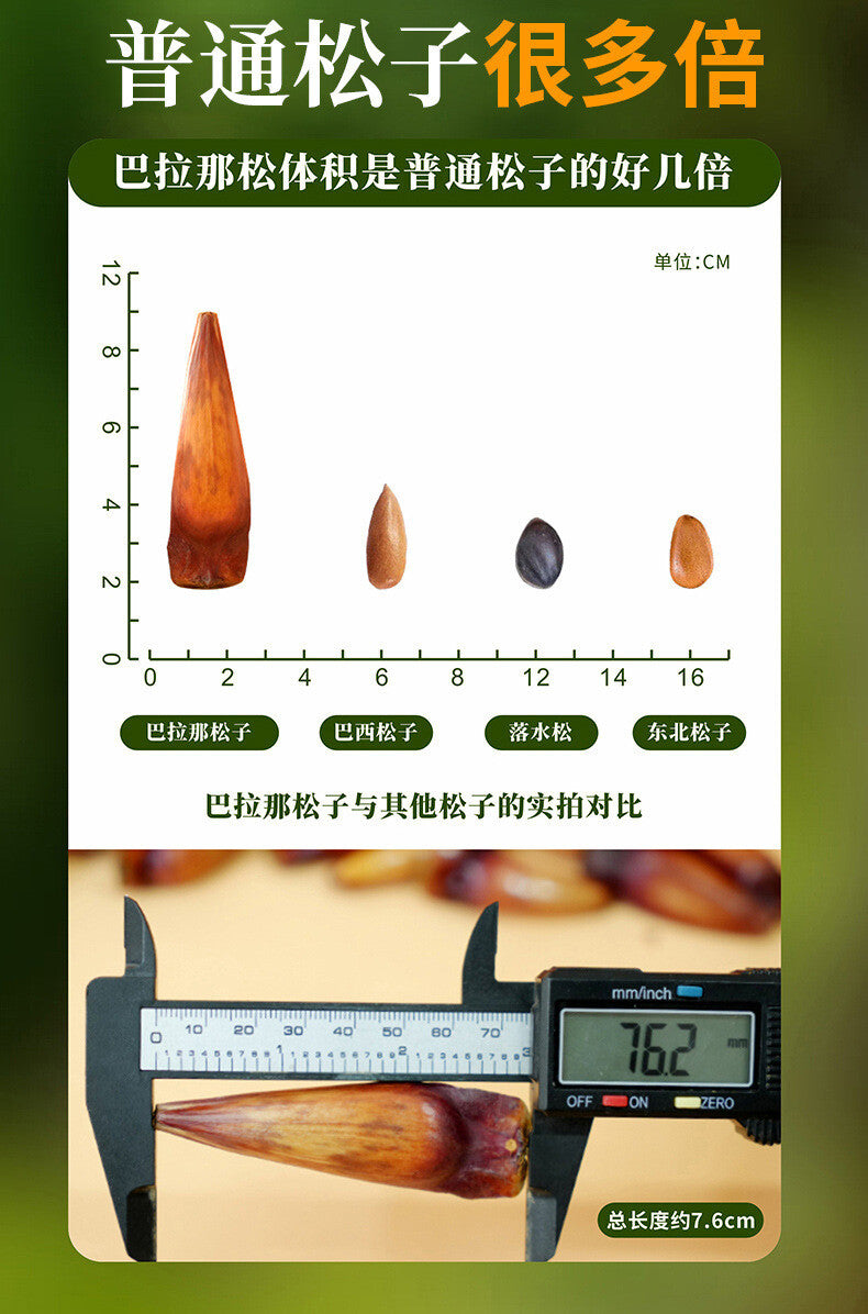Yunnan Parana Pine Nuts – Hand-Picked Jumbo Shelled