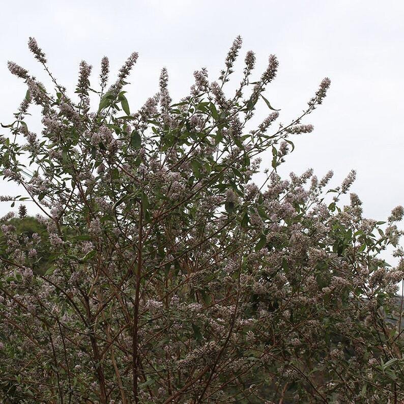 Dried Pale Butterflybush Flower Butterflybush Flower Flos Buddlejae, Mi Meng Hua