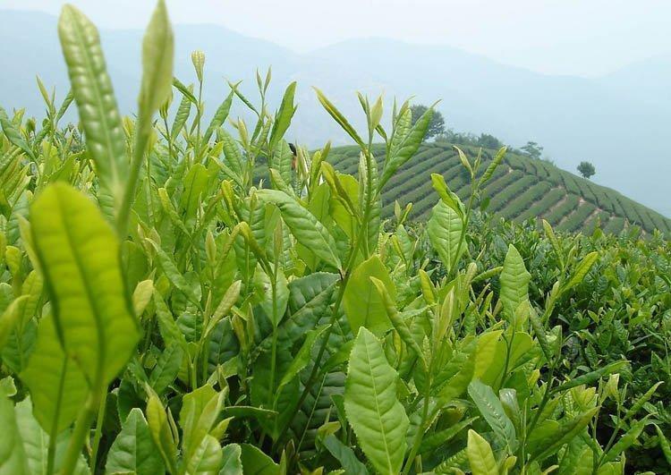 HelloYoung New Oolong Taiwan Tea Good High Mountains Jin Xuan Milk Oolong Tea 150g
