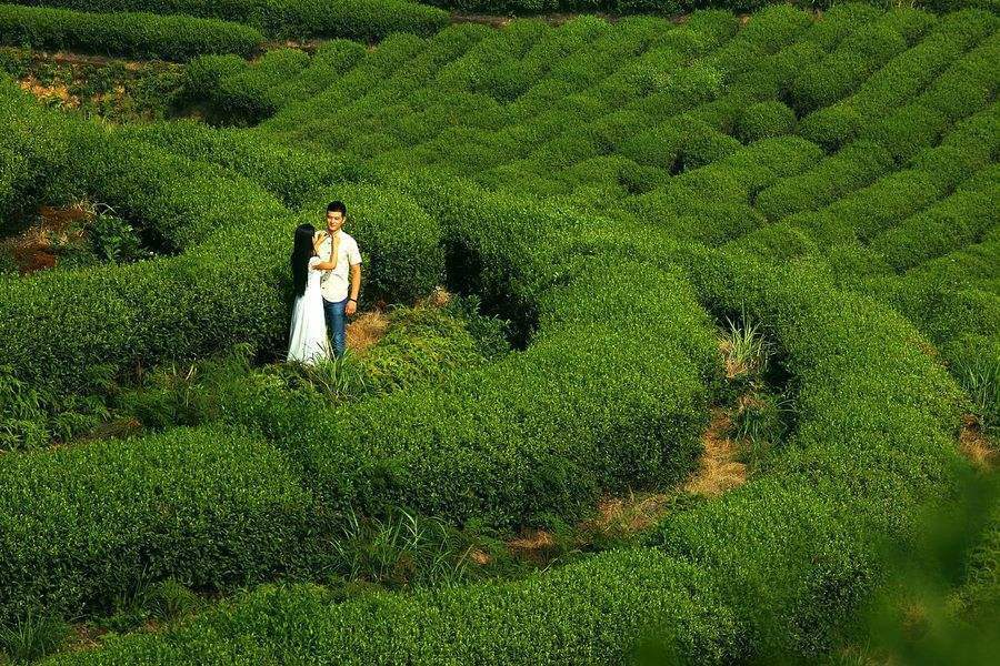 AAAAA Anxi Tie Guan Yin Grüner Tee 50g Tieguanyn Tee Oolong Tee Grüner Tee