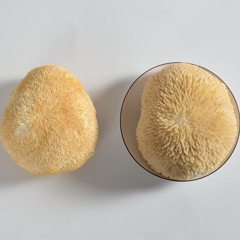 HelloYoung Premium Lions Mane Mushroom Hericium Erinsceus Mushroom Chinese Dried Goods 250g