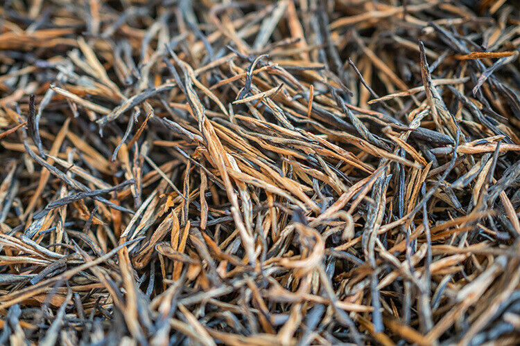 HelloYoung Yunnan Fengqing DianHong tea Pine Needle Un bourgeon une feuille Golden Needle